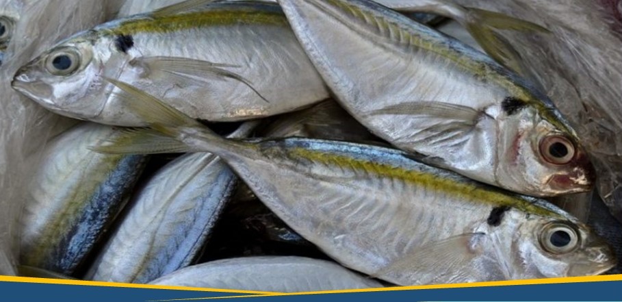 Riset HGI: Omega-3 Ikan Selar Lebih Tinggi dari Salmon